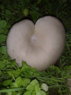 Yaprak Mantarı , Yaprak Mantar ,pleurotus Spp