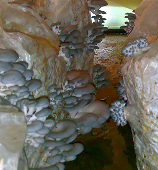 Yaprak Mantarı Kompostu